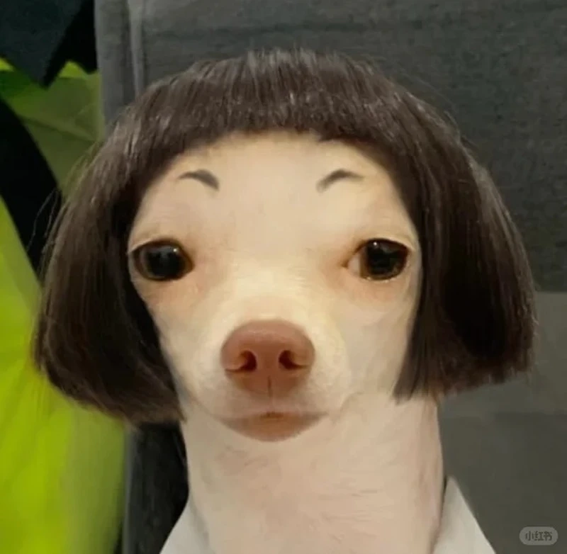 Khoảnh khắc “hung dữ” của biting chihuahua meme