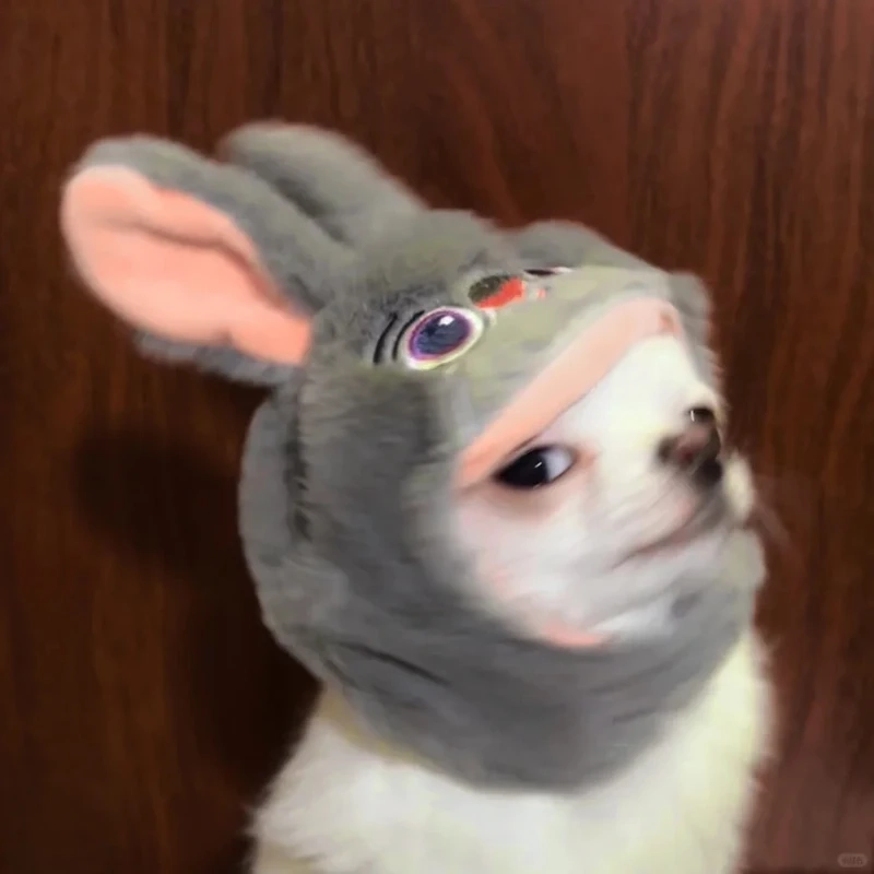 Những ảnh vui xoay quanh chihuahua chihuahua