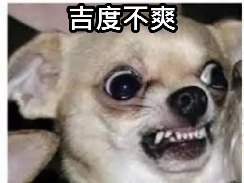 Biểu cảm đáng yêu khi ăn của chihuahua eating meme