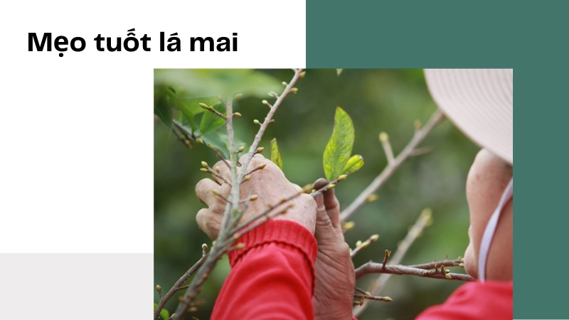 Mẹo tuốt lá mai vàng để hoa nở đều khắp cành