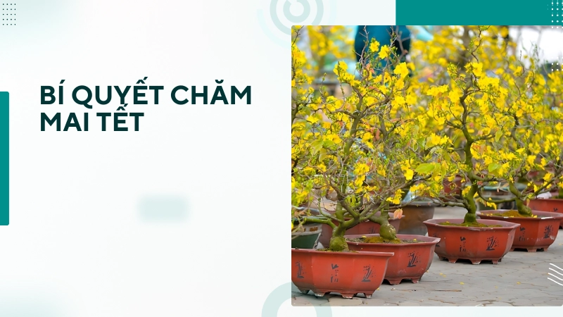 Cách chăm sóc mai vàng rực rỡ đón Tết từ nghệ nhân