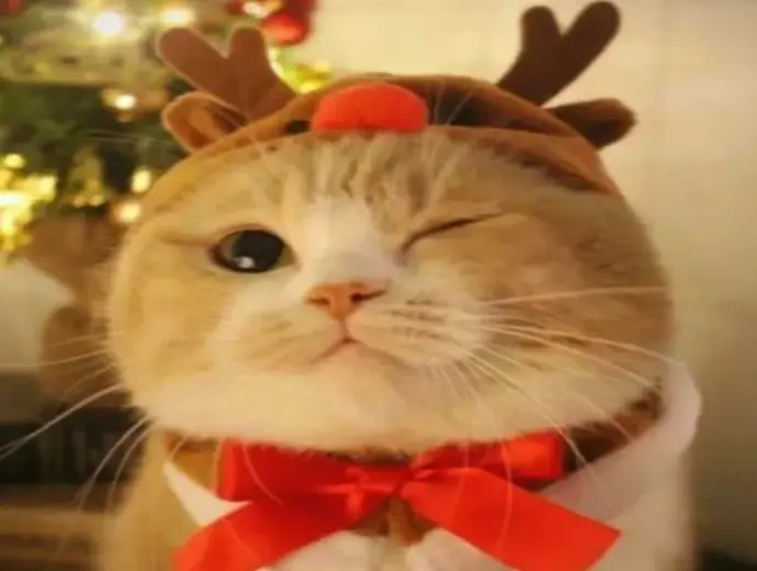 Cười xỉu với những mèo Noel meme hài hước đầy ngộ nghĩnh