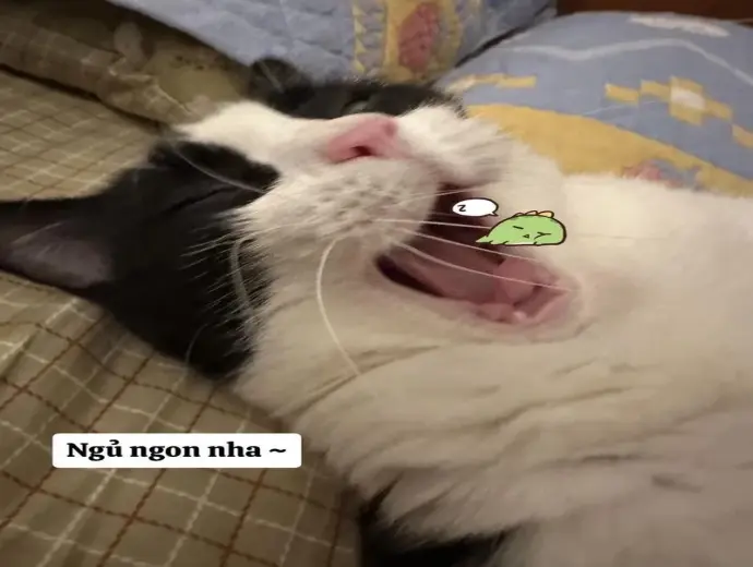 Những ngủ ngon meme hài hước nhất để gửi lời chúc ngủ tốt