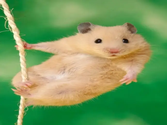 Những hamster meme độc đáo khiến bạn cười không ngừng