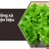 Cách trồng xà lách cuộn tại nhà cho lá xanh giòn và sạch