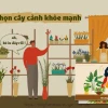 Giải đáp những câu hỏi về chăm sóc cây cảnh trong nhà giúp cây xanh tốt
