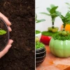 Bí quyết chọn ngày tốt trồng cây cảnh tháng 1 dương lịch