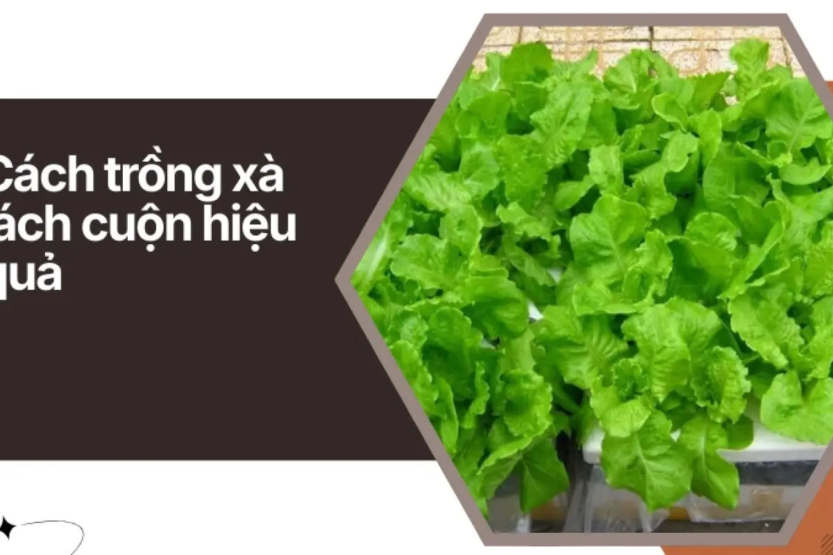 Cách trồng xà lách cuộn tại nhà cho lá xanh giòn và sạch
