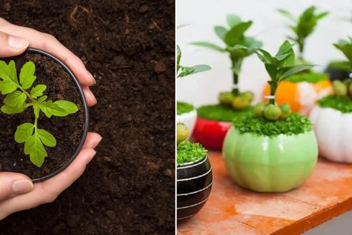 Bí quyết chọn ngày tốt trồng cây cảnh tháng 1 dương lịch
