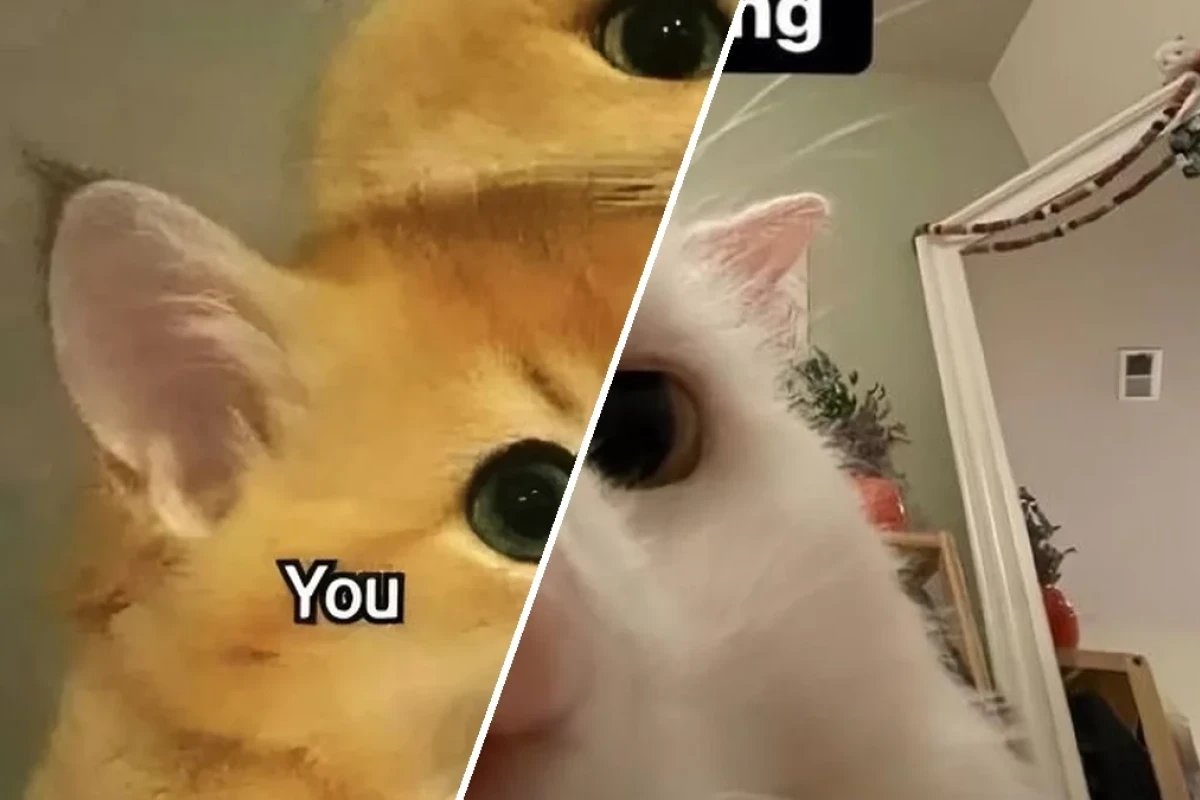 Meme Tình Yêu Hài Hước Vui Nhộn: Sự Thật Đằng Sau Những Khung Hình Ngọt Ngào?