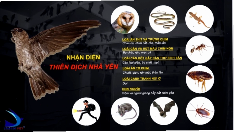 Các loại thiên địch gây hại cho chim yến