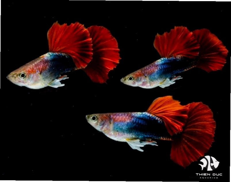 ảnh chibi các loài cá cảnh đẹp loài cá neon