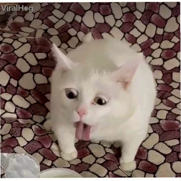 Bộ ảnh meme sợ hãi viral mạnh mẽ trên mạng xã hội