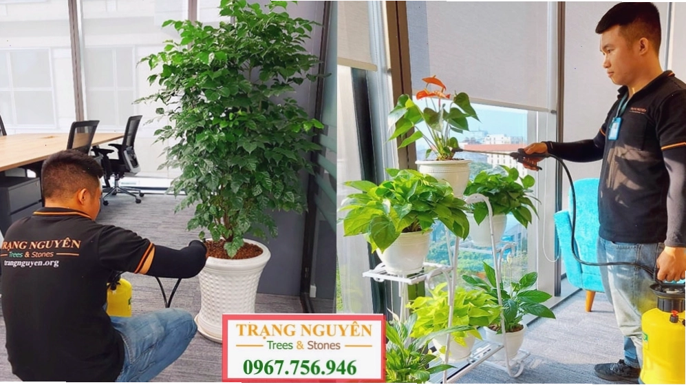 Chăm sóc cây trong nhà 1 số lưu ý cơ bản cần biết