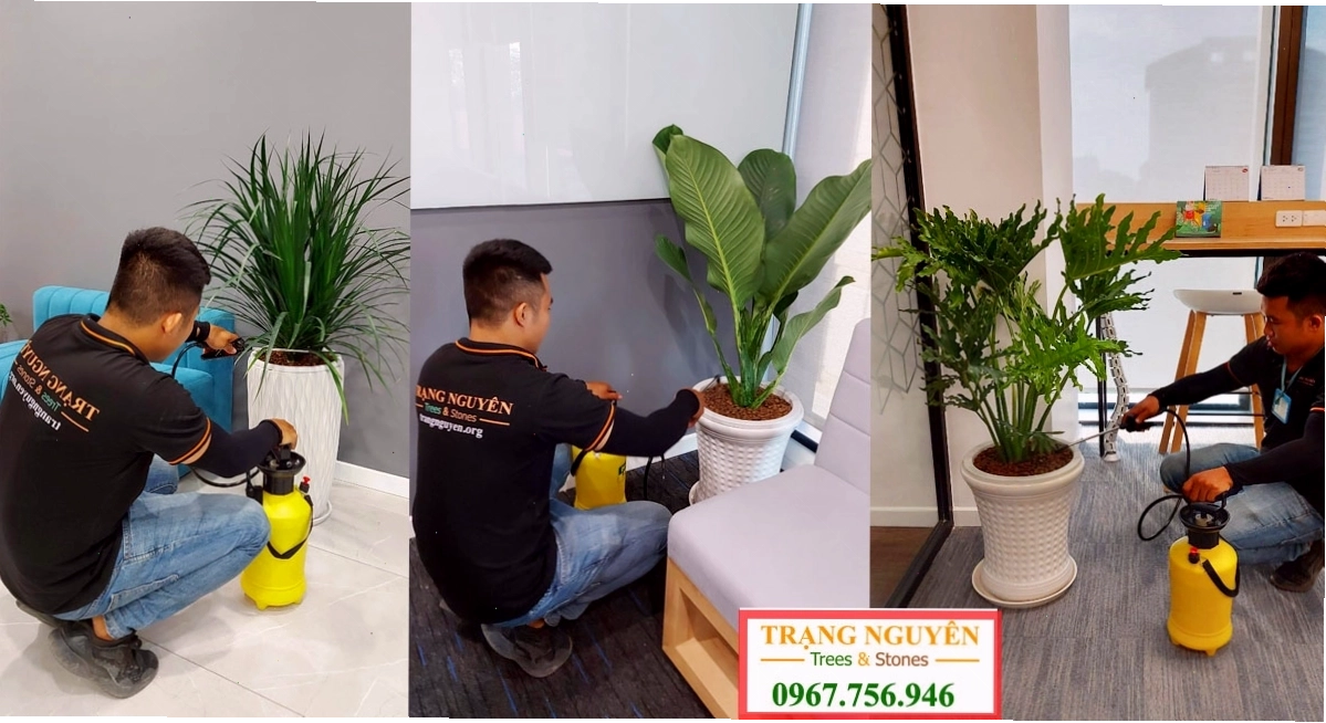 Hướng dẫn chăm sóc cây cảnh tại văn phòng