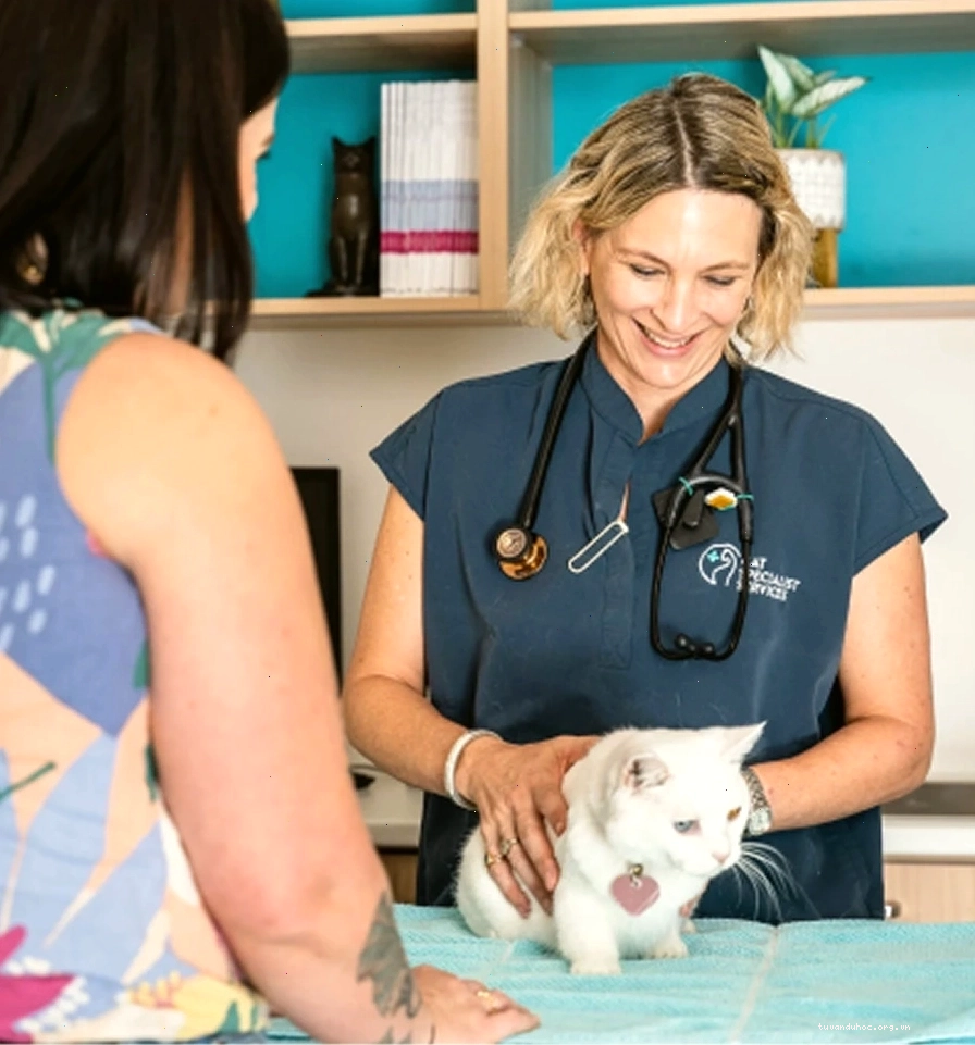 Comparing wet and dry dietary needs for diabetic cats managing blood sugar