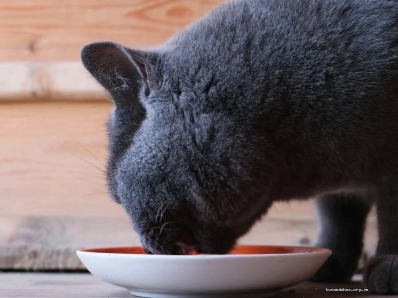 Nutritional components and dietary needs for diabetic cats managing blood sugar