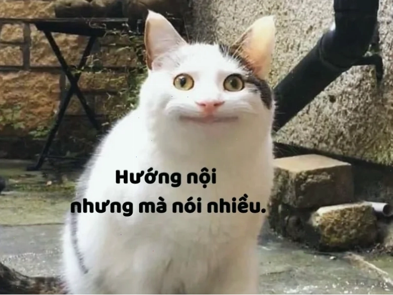 meme tổng hợp những câu nói hay dành cho dân văn phòng