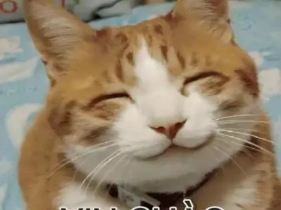 Cập nhật bộ sưu tập meme mèo chế hài nhất mạng xã hội