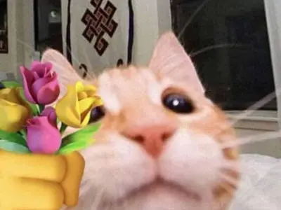 Loạt meme mèo hài siêu bựa giúp bạn giải trí cực mạnh