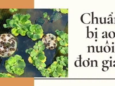 Cách nuôi ốc tại nhà mà nông dân nào cũng muốn biết