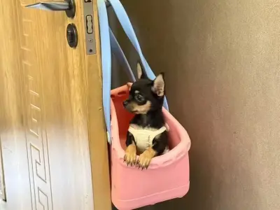 Bộ ảnh chihuahua meme bá đạo đang gây bão mạng xã hội