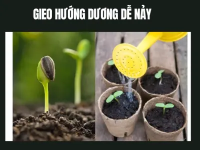 Cách trồng hoa hướng dương đơn giản giúp hoa nở rực rỡ