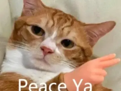 Mèo vô tri meme khiến cộng đồng mạng cười không ngớt