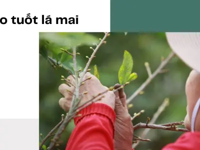 Mẹo hay tôi luyện mai vàng nở rộ đúng mùng 1 Tết cho gia chủ