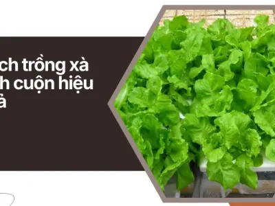 Cách trồng xà lách cuộn tại nhà cho lá xanh giòn và sạch