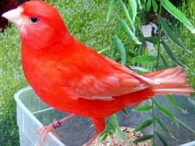 Kỹ thuật chăm sóc chim yến hót và yến lấy tổ hiệu quả nhất 2026