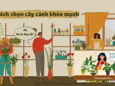 Giải đáp những câu hỏi về chăm sóc cây cảnh trong nhà giúp cây xanh tốt