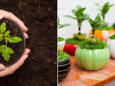 Bí quyết chọn ngày tốt trồng cây cảnh tháng 1 dương lịch